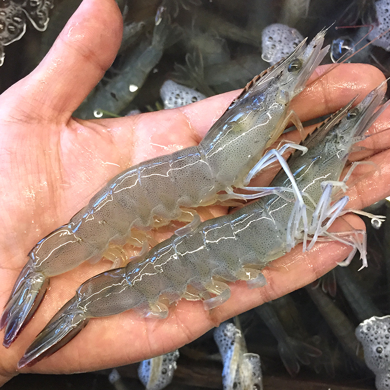 4斤海捕大虾海虾海鲜水产鲜活活虾冷冻基围虾新鲜白对虾生鲜
