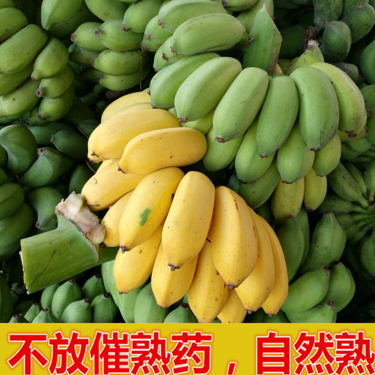 【泡沫箱精装】广西现砍香蕉小米蕉酸甜可口拇指蕉新鲜热带水果