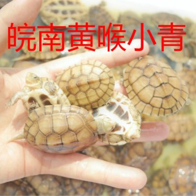 黄喉拟水龟黄喉小青头黄喉活体乌龟北种石金钱发财龟情侣龟黄金龟