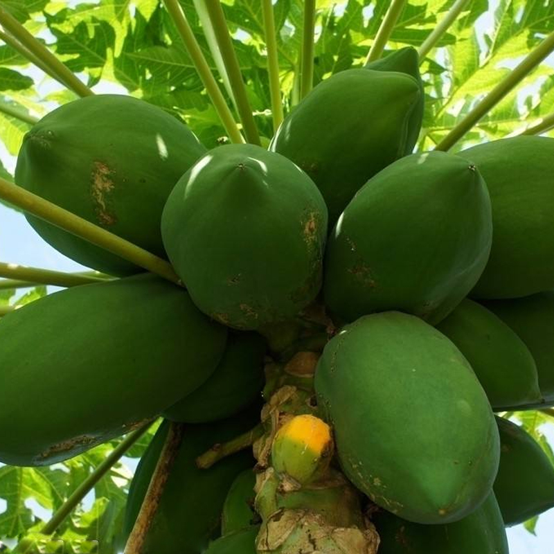 【已拼90万件】广西红心木瓜3斤/5斤/9斤果500-1500g新鲜水果木瓜【价