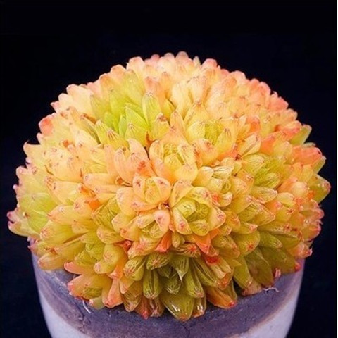 多肉植物品种大全玉露介绍 9df552d8bb11001ac3b3a1705a859654.jpeg